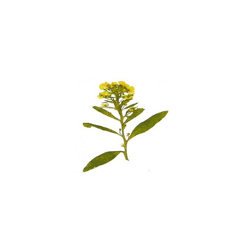 Flor seca prensada alyssum amarillo