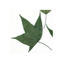 Flor seca prensada maple leaves verde