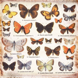 Kit de papeles 30 x 30 Butterfly Effect by Finnabair